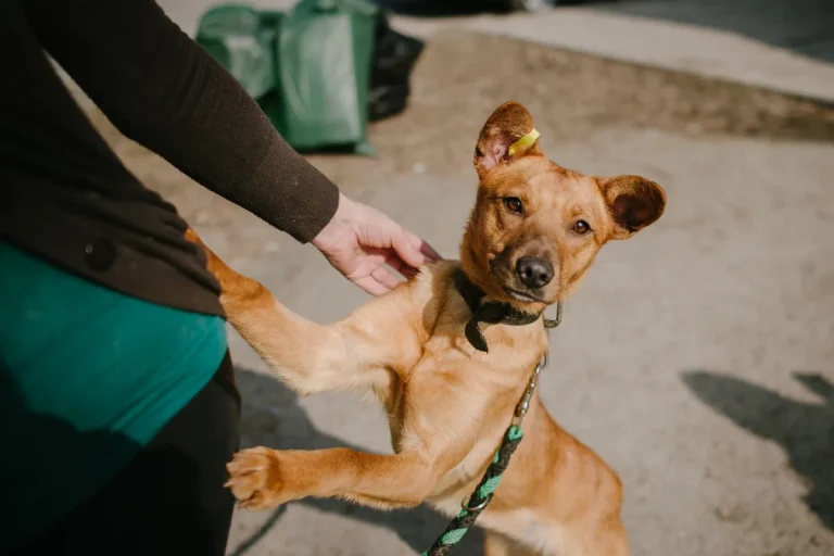 une-ville-francaise-experimente-un-conge-special-pour-adoptions-danimaux-une-premiere